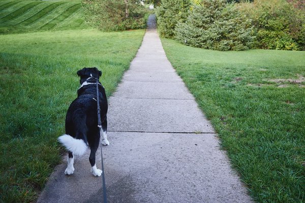 POV of me walking my dog down the sidewalk