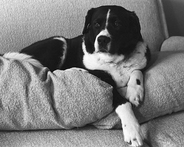 Black and white film photo of my dog